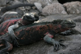 Marine Iguanas on Espaola are the only ones that change color during breeding season