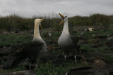 waved albatrosses mating ritual