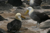 waved albatrosses nesting