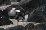 waved albatrosses mating ritual