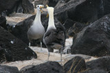During the non-breeding season, waved albatrosses reside primarily on the coast of Ecuador & Peru