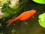 Goldfish 2.jpg
