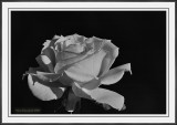 Same Rose, Different Angle, Settings And POV B&W