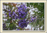 1st Jacaranda Splash For 07 1st Blossoms On This Tree