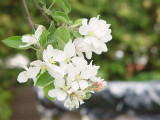 Hoa mùa xuân - Spring flowers
