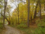 Lá mùa thu - Autumn leaves