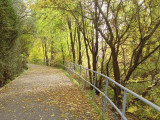 Lá mùa thu - Autumn leaves