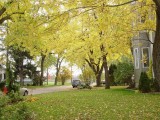 Lá mùa thu - Autumn leaves