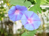 hoa tim DSC01438.jpg