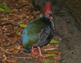 757 Bird.jpg