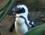 771 Penguin.jpg