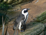 773 Penguin.jpg