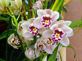 863 Pink orchids.jpg