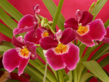 873 Pink  orange orchids.jpg