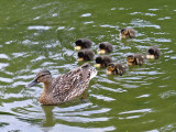 943 Mother duck  babies.jpg