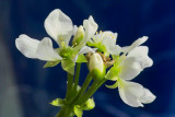 Venus Fly Trap