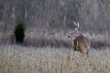 IMG_6742 copy.jpg