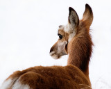 Young pronghorn by Bob K.