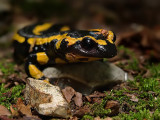 Salamander by Cynops