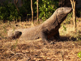 Really big lizard by Geophoto