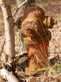 Neglected Hydrant