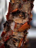 1st - C53 - Texture  -River Birch in the Rain-Shirley