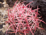 Barrel Cactus - Bao