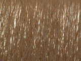 Reeds 1 by Bruce Clarke