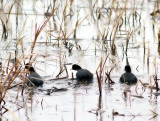 Coots on Flooded Ground-Shirley