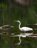 Egret On the Hunt-Shirley