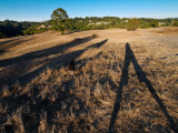 Shadow Boy Walks the Dog --- OaklandWoody