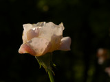<b>Rose petals</b><br>Helmi