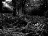 + Primordial  Forest -  Colin