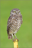 burrowing owl