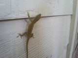 Gecko in Texas