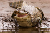 Caiman