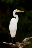 Great White Heron