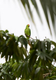 Red-lored Parrot