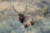 Bull Elk