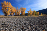 Cottonwood in Lamar Valley