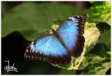 Butterfly blue.jpg