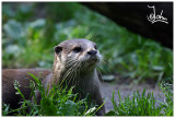 Oriental small-clawed otter, alert.jpg
