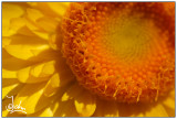 Yellow flower.jpg