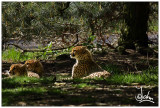 Cheetah in the shade.jpg