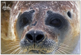 Seal close up.jpg