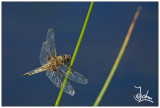 Dragonfly sideways.jpg