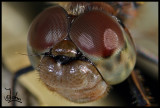 Dragonfly facet eyes (close up).jpg