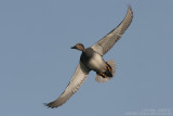 Canard chipeau - Gadwall