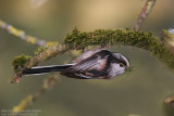 Msange  longue queue - Long-tailed Tit