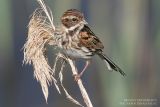Bruant des roseaux - Reed Bunting